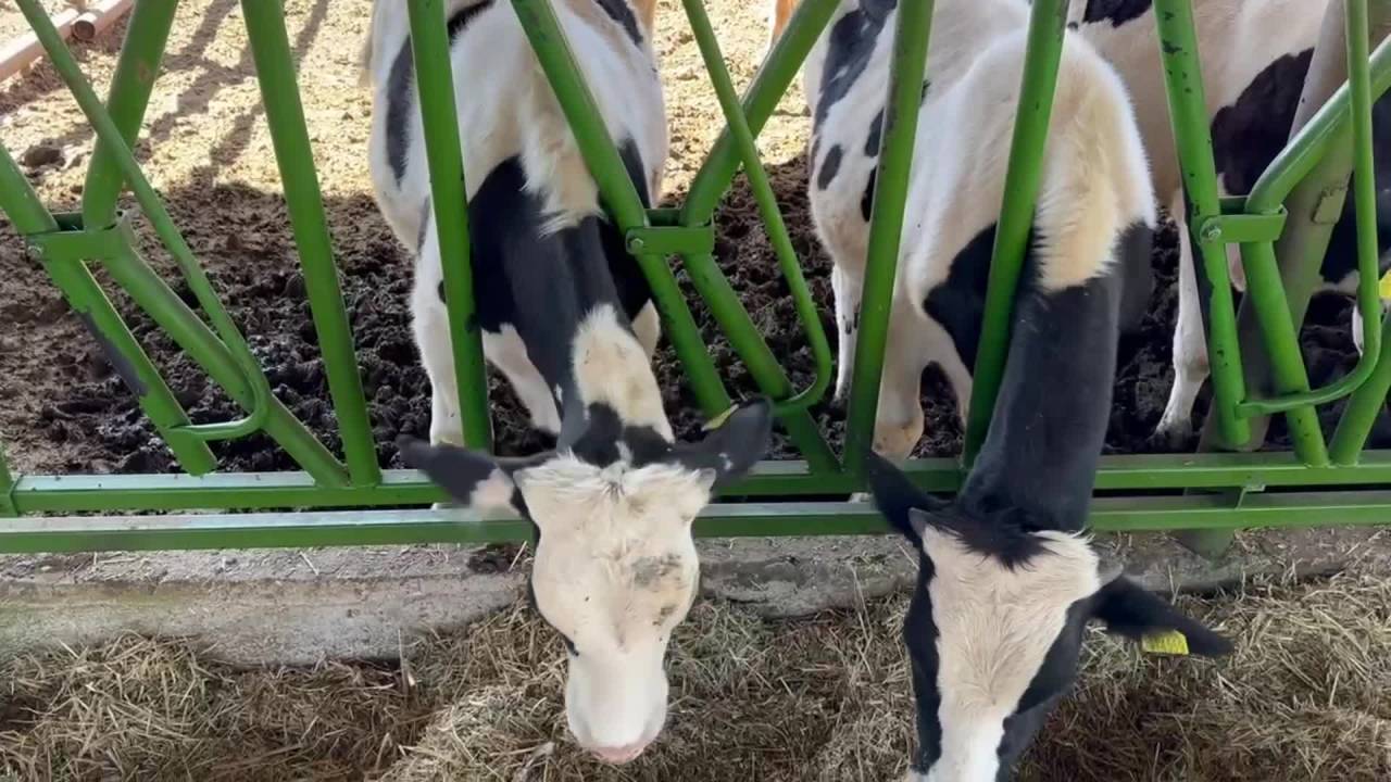 Niğdeli Besici Nadire Yaltı: “Sattığımız Süt, Yem Ve Mazot Parasını Karşılamıyor”