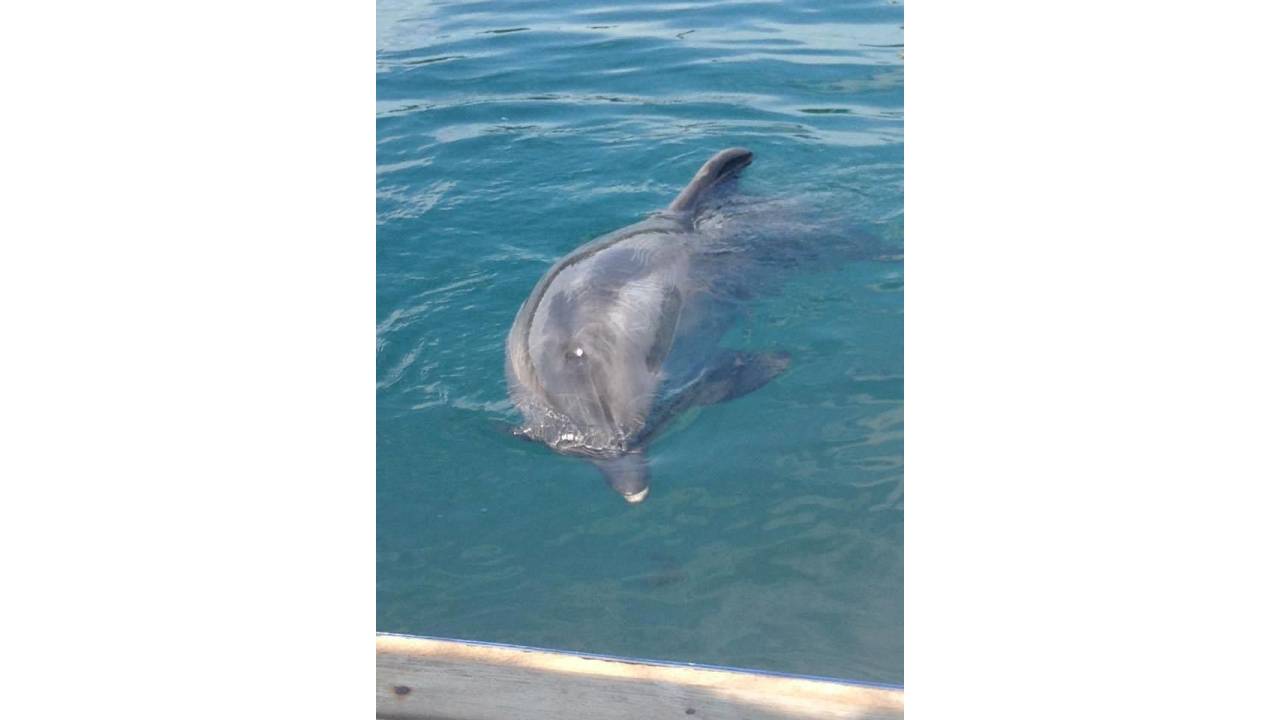 Gösteri Merkezinde Yunus Ölümüne Tepki