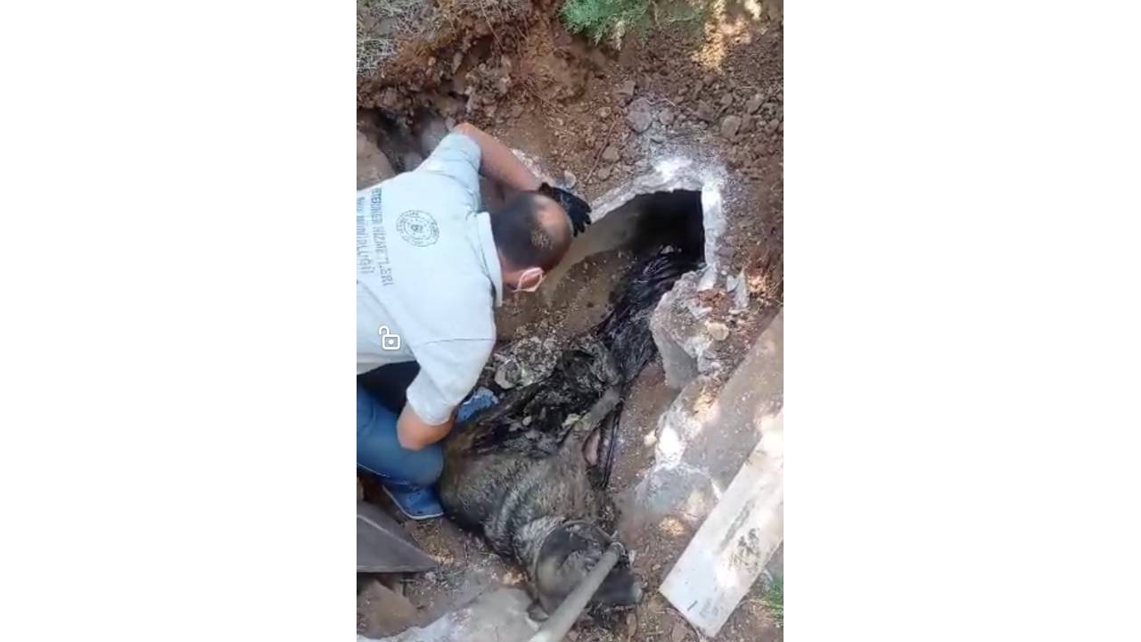 Zifte Yapışan Köpek İle 3 Yavrusu Kurtarıldı, 3'ü İse Öldü