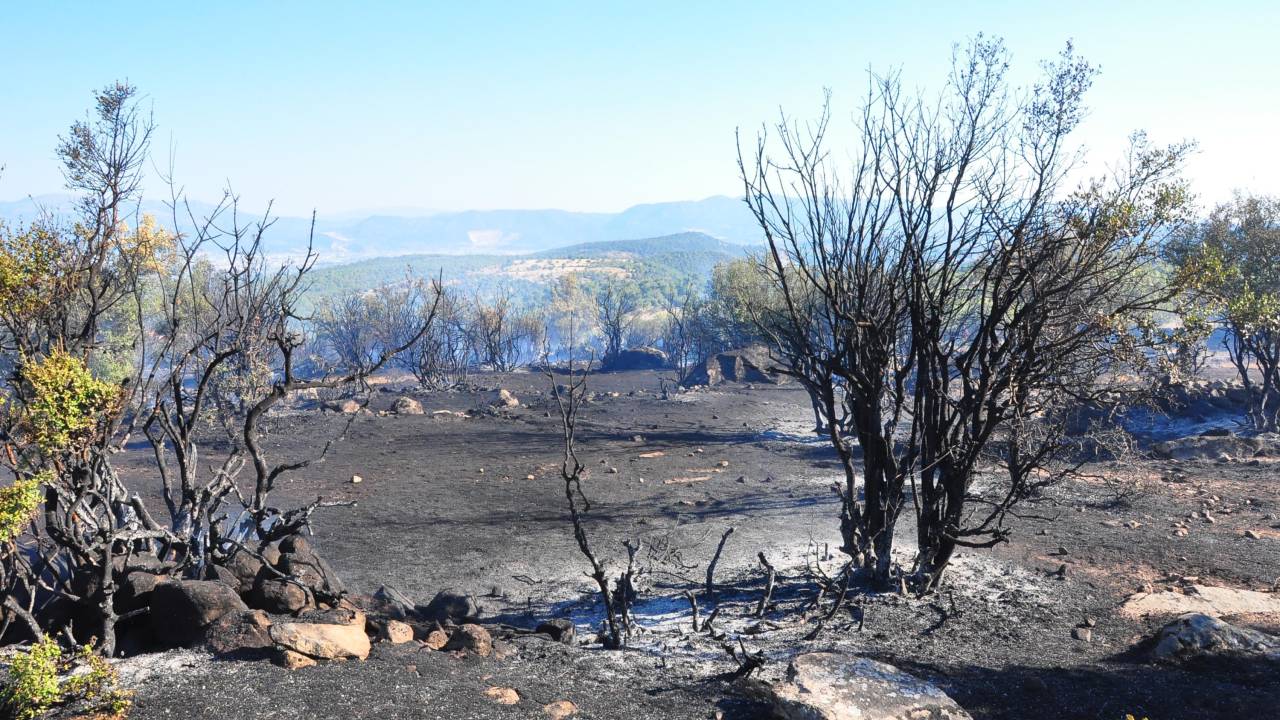 Manisa'da Çıkan Orman Yangını 1 Saatte Söndürüldü