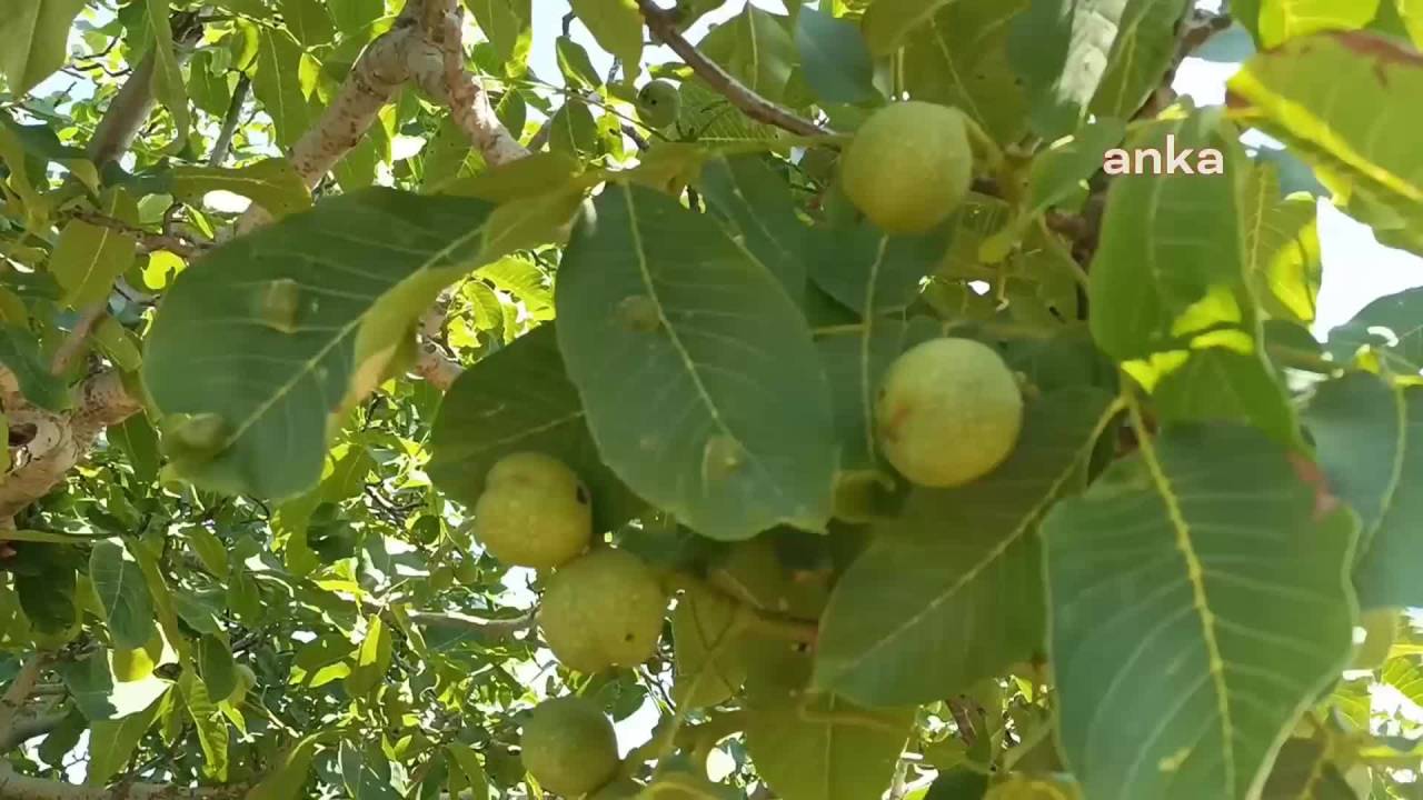 Aydınlı Üreticiler ''Kamulaştırma Kararının'' İptal Edilmesini İstedi