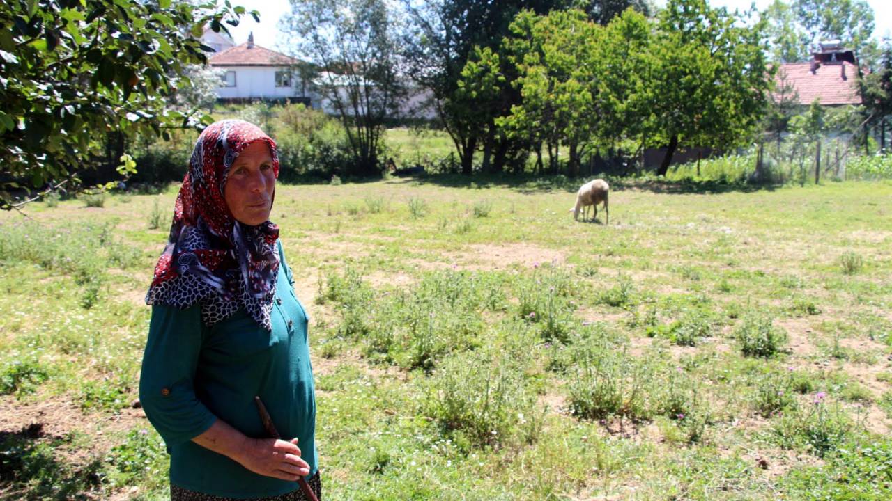 Bolu'da Köpek Saldırısında 2 Koyun Öldü, 6'sı Yaralandı