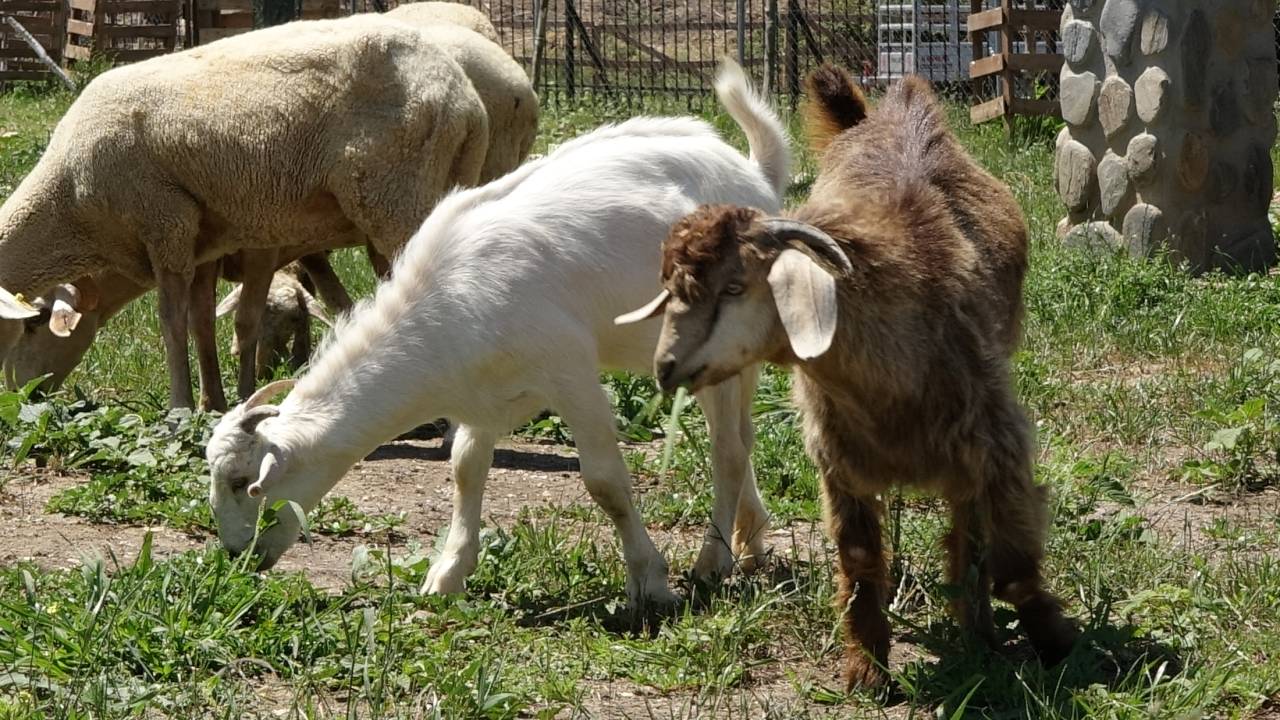 Manavgat Yangınından Kurtarılan Gebe Keçinin Yavruları Büyüdü