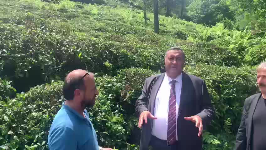 Chp, Yarın Rize'de Düzenlenecek Çay Mitingi'ne Hazırlanıyor...