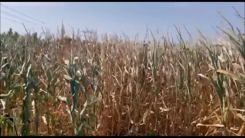 Ayhan Barut, Kozan'da Çiftçilerin Sorunlarını Dinledi: "Tüm Tarım Alanları Neredeyse Tamamen Kurudu"