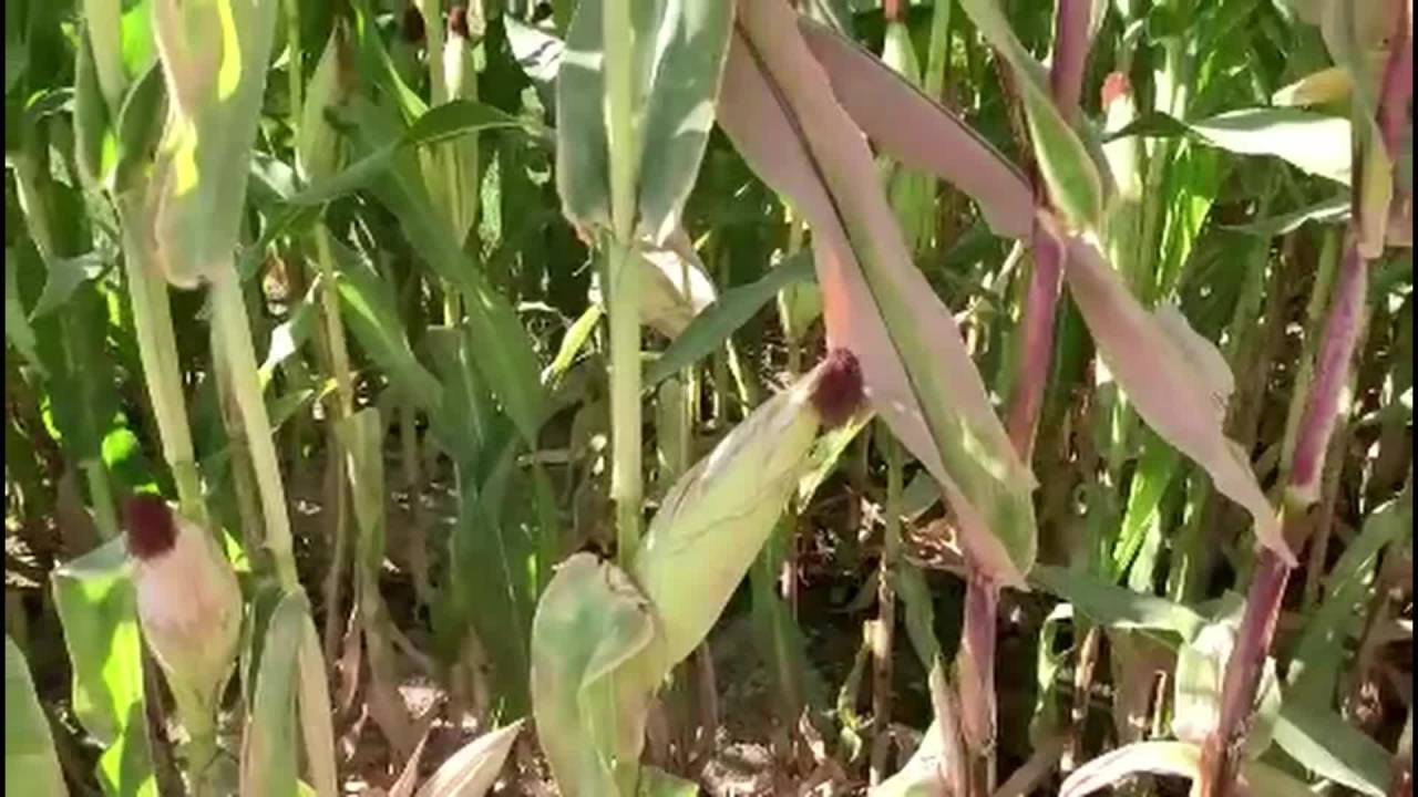 Chp Niğde Milletvekili Ömer Fethi Gürer: "Mısır Alım Fiyatı En Az 11 Lira Olmalı"