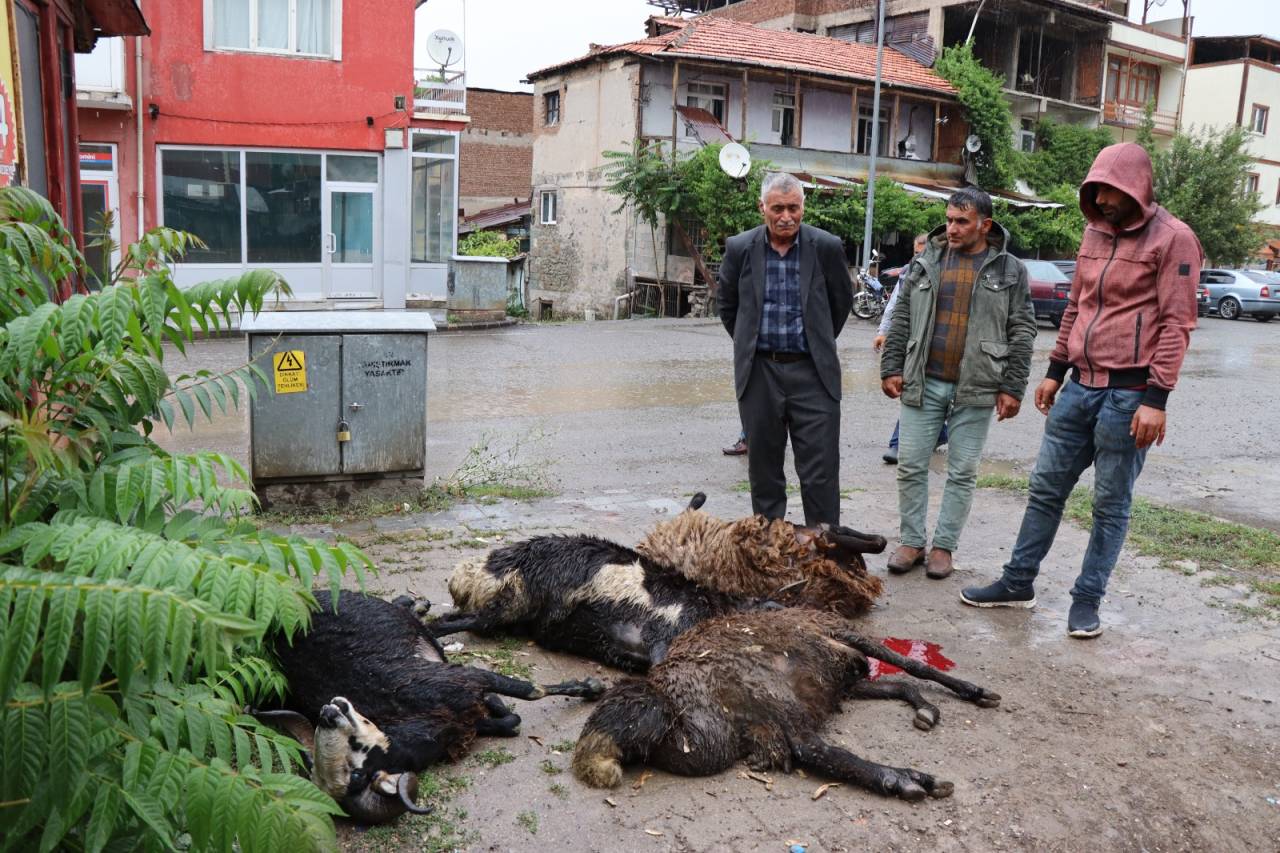 Erzurum'da Elektrik Akımına Kapılan Kurbanlık Koyunlar Öldü