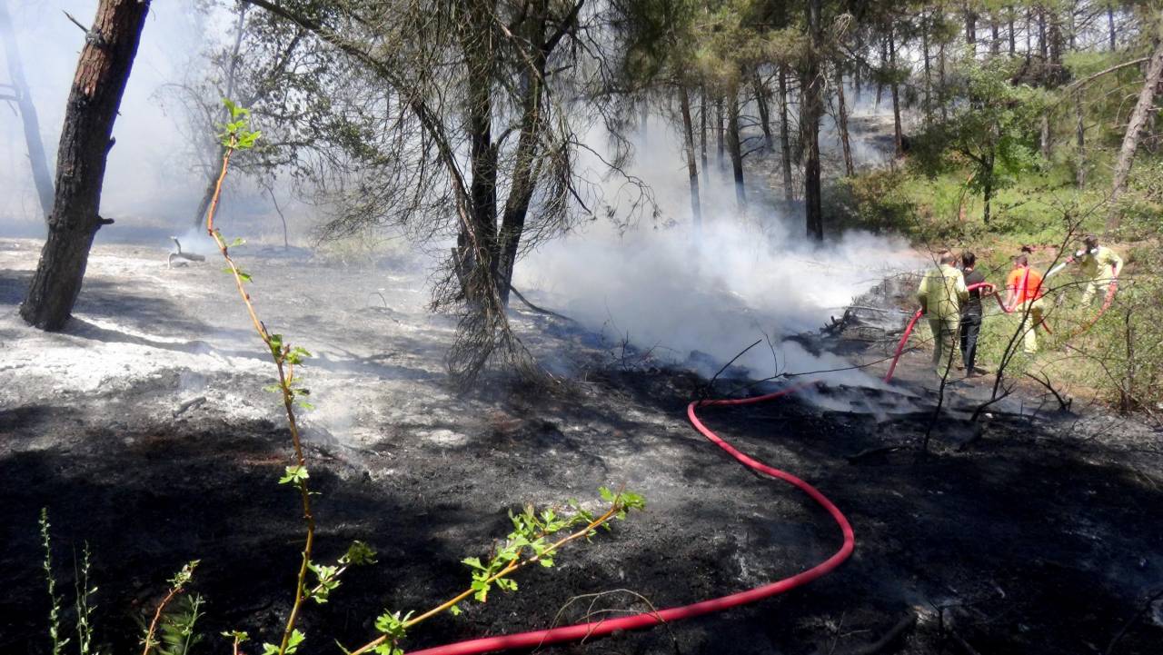 Edirne'de Orman Yangını; 5 Dönüm Zarar Gördü