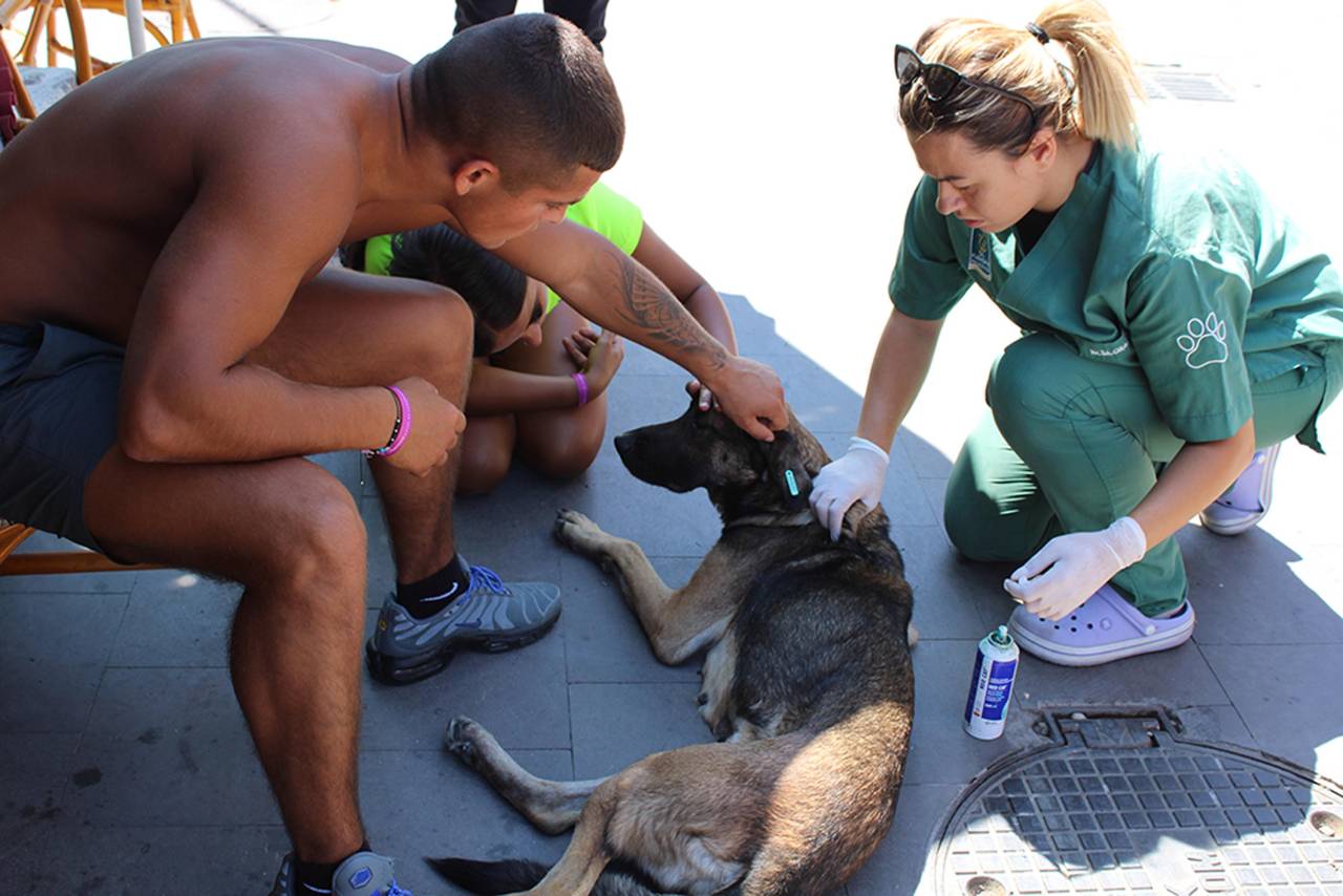İngiliz Turistler, Severken Yaralı Olduğunu Fark Ettikleri Köpeği Tedavi Ettirdi