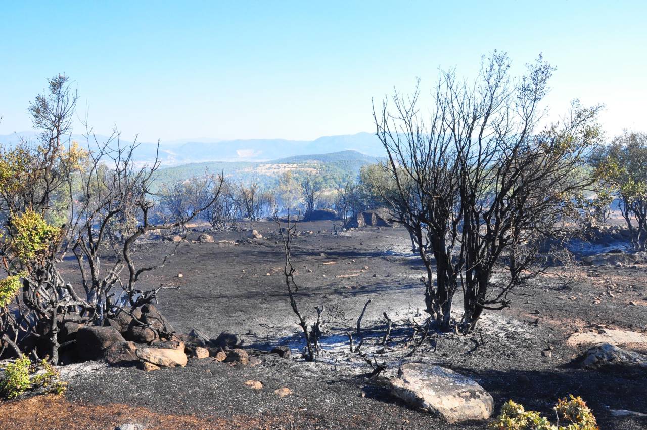 Manisa'da Çıkan Orman Yangını 1 Saatte Söndürüldü