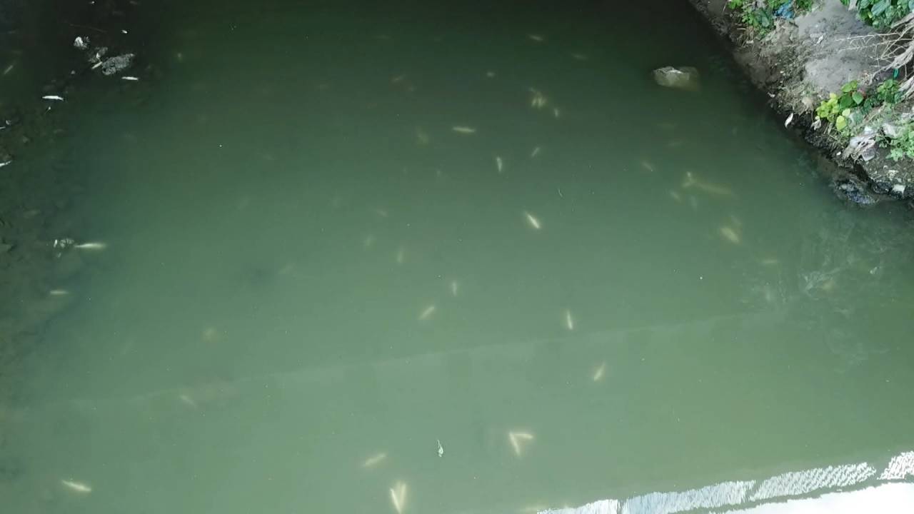 Alibeyköy Deresi'nde Balık Ölümleri