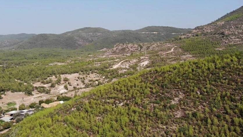 İzmir'de 5 Yıl Önce Orman Yangınında Zarar Gören 1200 Hektar Alan Yeşillendi (2)- Yeniden