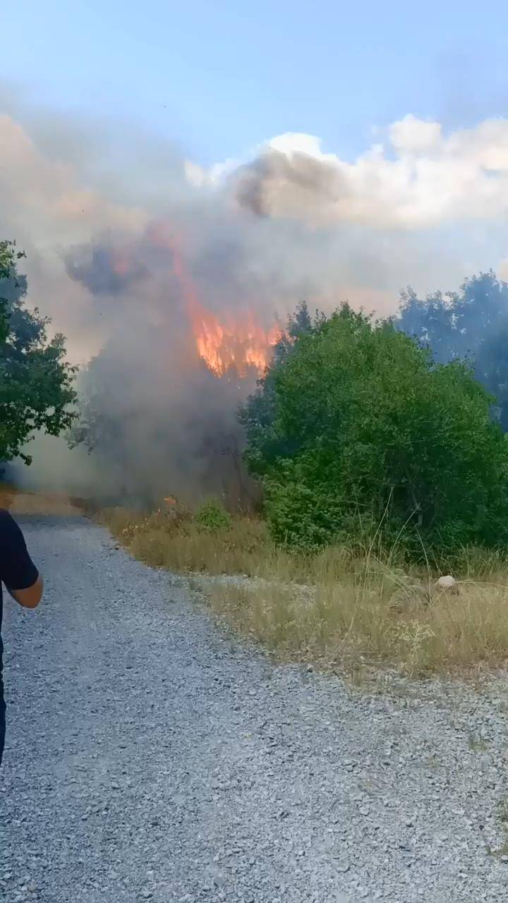 Bursa'da İki Noktada Orman Yangını; Kaplumbağayı Alevlerden Kurtardı