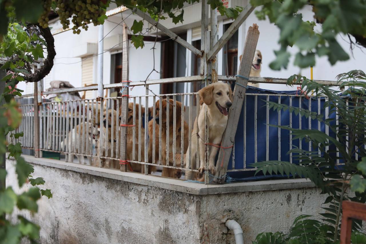 Aç Kalan Köpeklerin, Kilitli Tutuldukları Evde Birbirini Öldürdüğü İddia Edildi