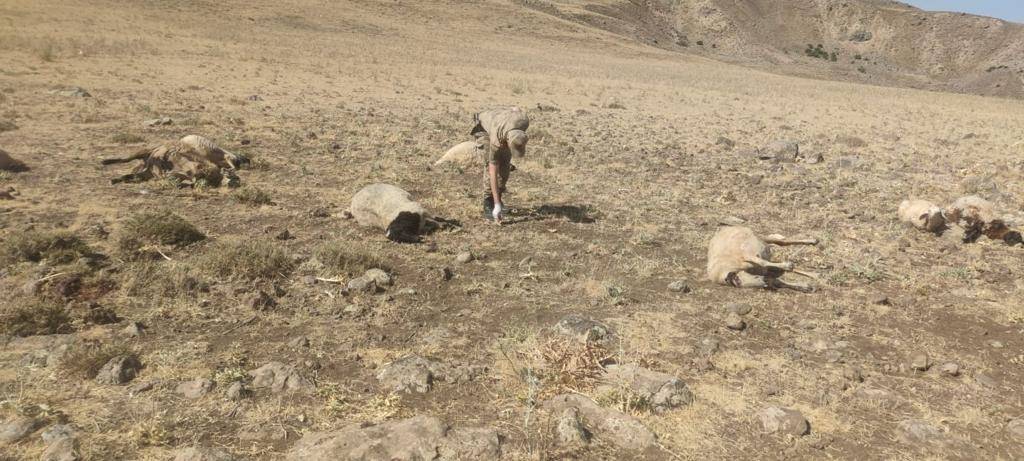 Cesedi Bulunan Çobanın 20 Koyunu Da Silahla Vurularak Ölmüş