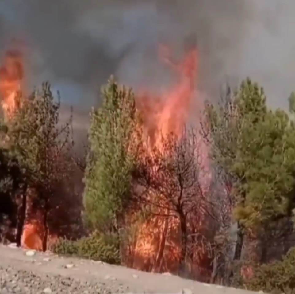 Kahramanmaraş'ta Orman Yangını (2)