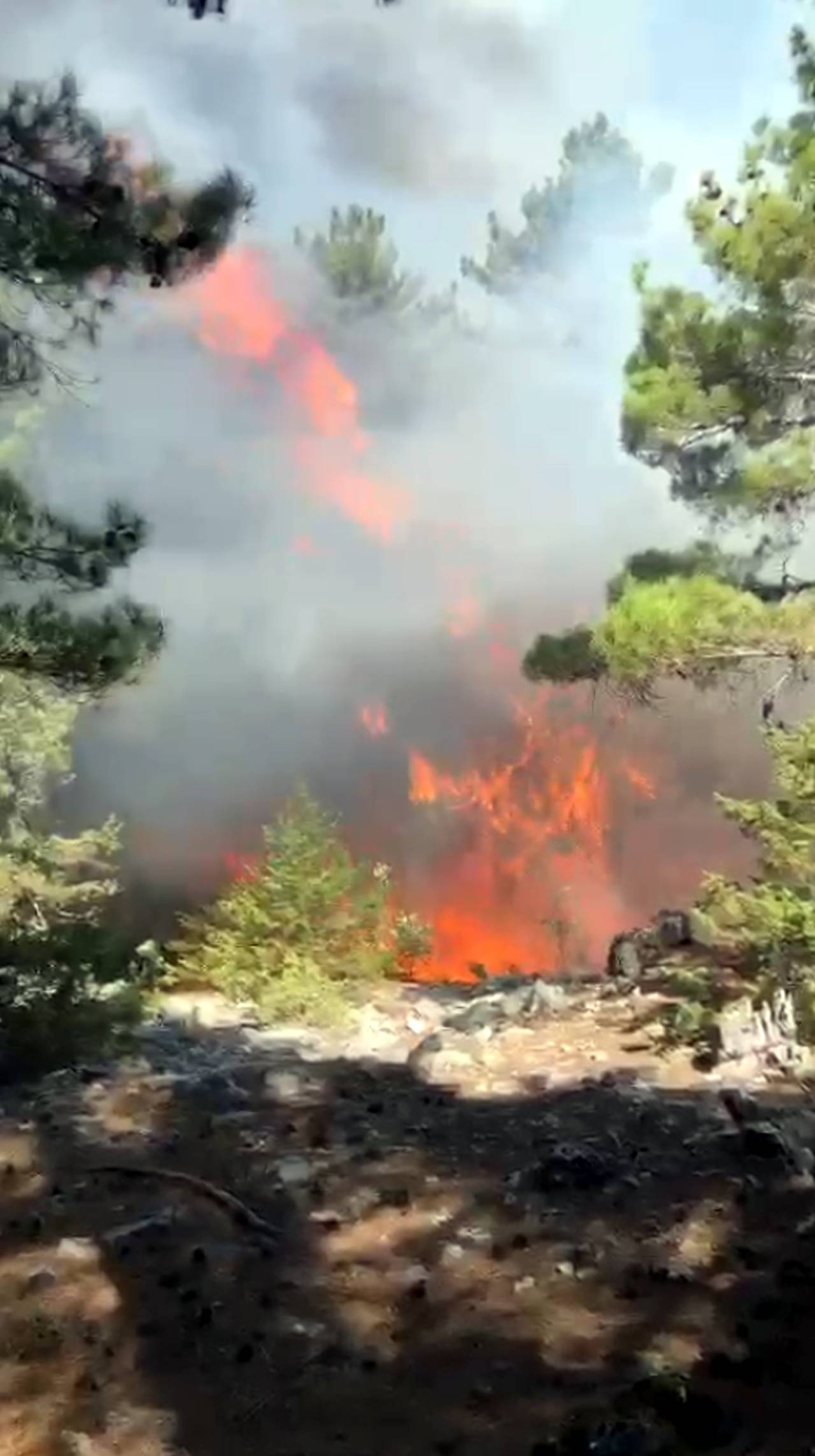Antalya'da Çıkan Orman Yangını, 2 Saatte Kontrol Altına Alındı