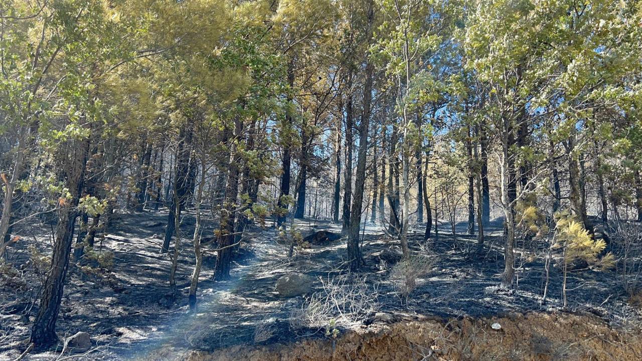 Alanya'da Orman Yangını (2)