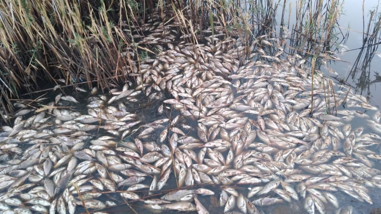 Obruk Gölü’nde Yüzlerce Balık Öldü