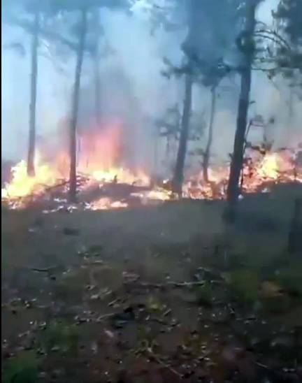 Tokat'ta Orman Yangını