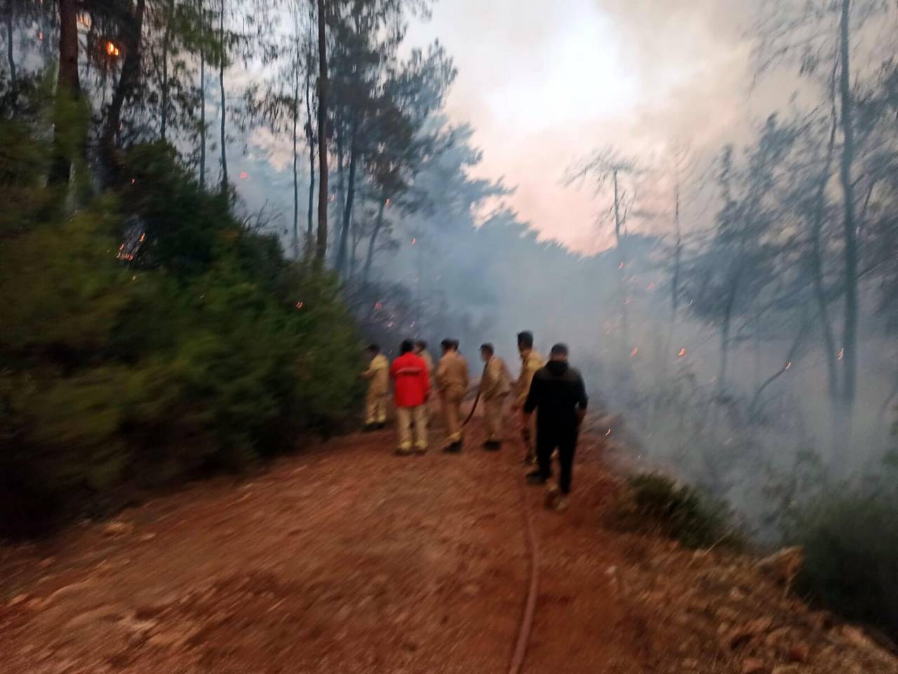 Muğla'da Orman Yangını (4)