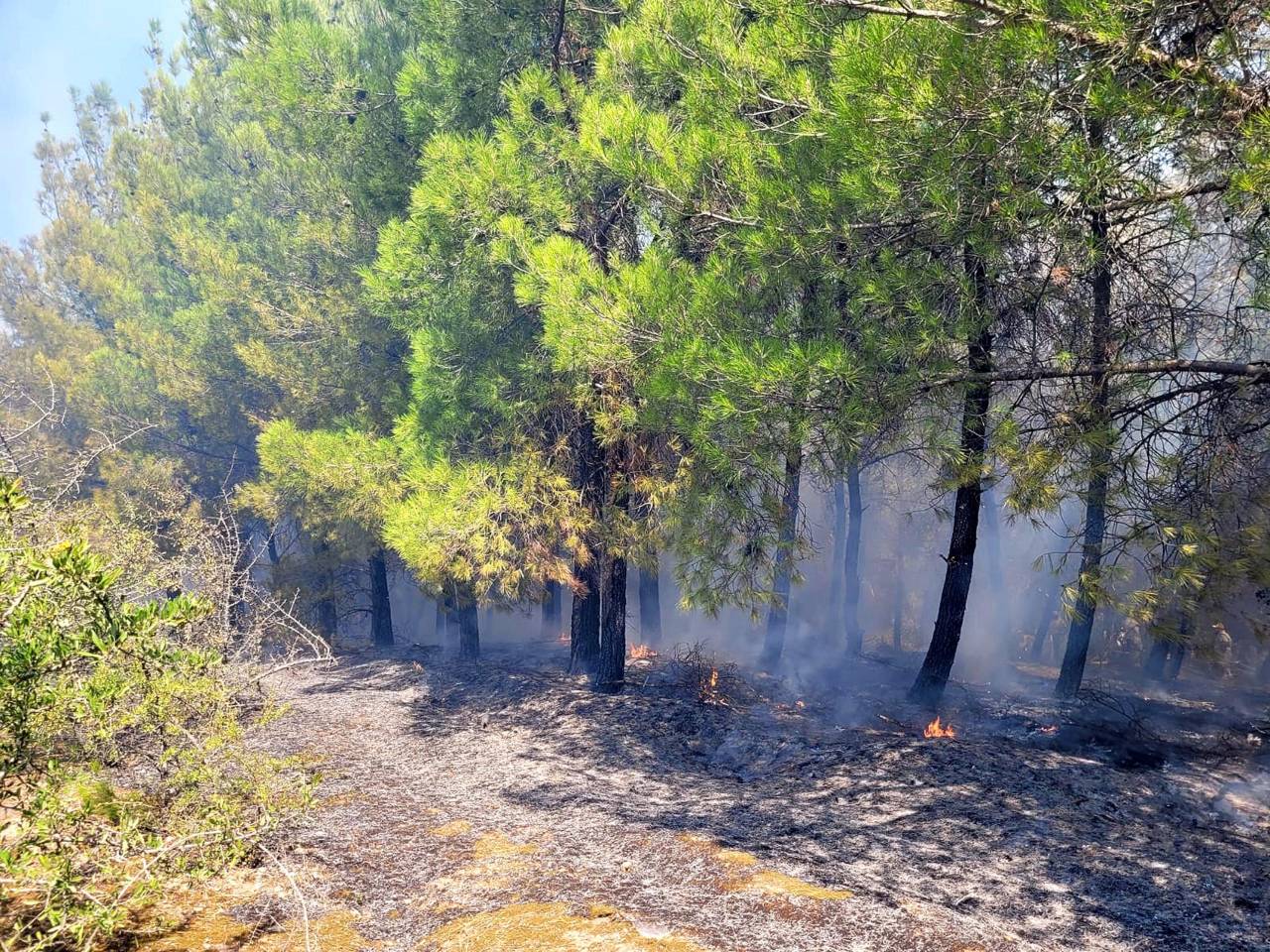 Manisa'da Orman Yangını (1)