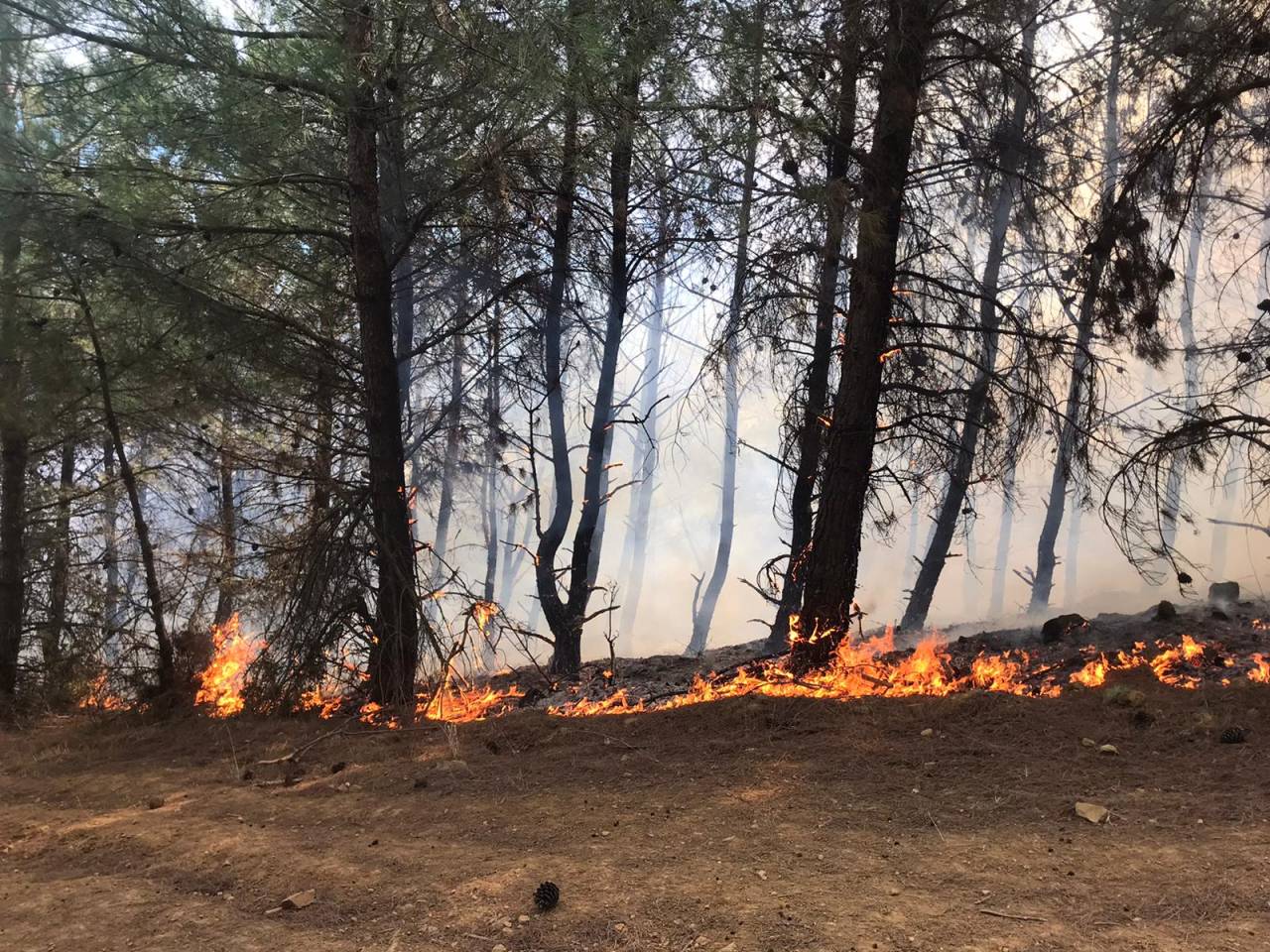 Şarköy'de Orman Yangını; 2 Saatte Kontrol Altına Alındı