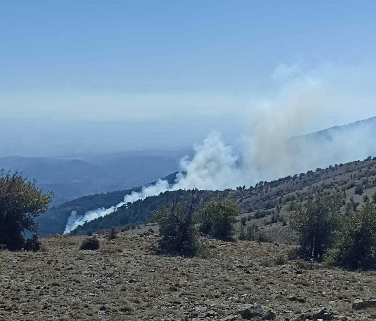 İzmir'de Orman Yangını (1)